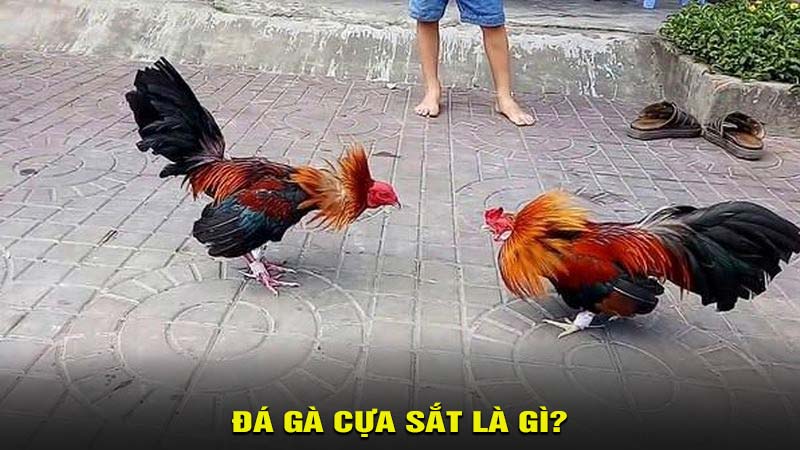 Đá gà cựa sắt là gì?